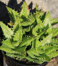 Aloe zanzibarica - 2.5”