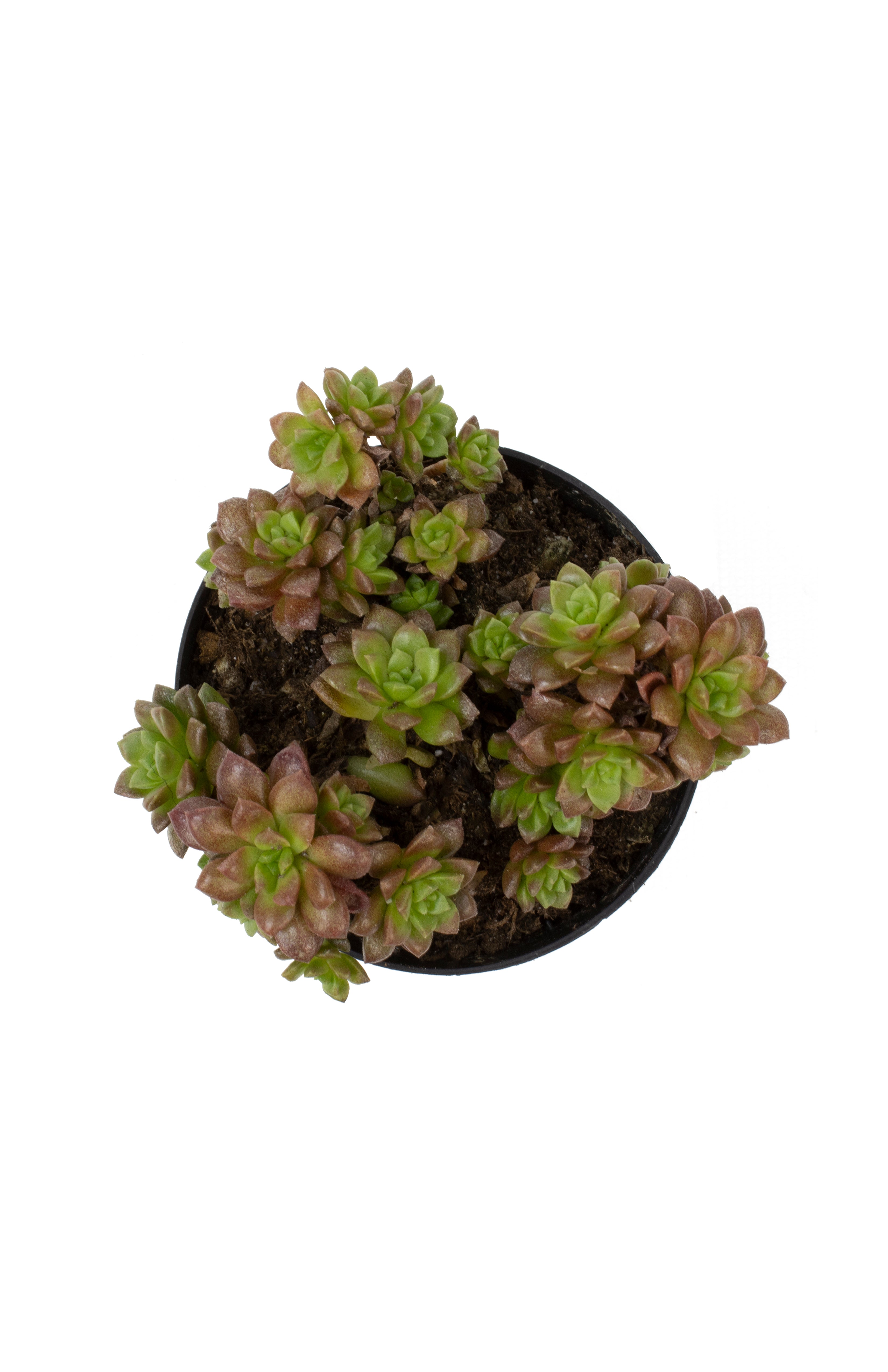 T. Succulent Form × Nizanda ＋ T. Icy Elf Plants – Cactus-online