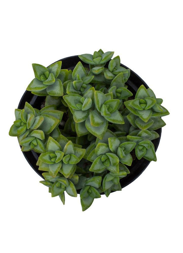 viney succulent Crassula rupestris “Rosary Vine”