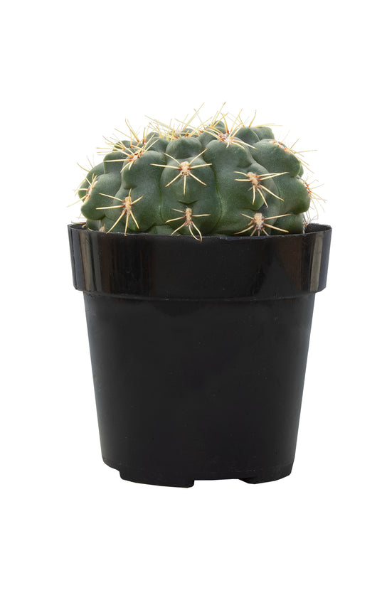 Gymnocalycium baldianum “Chin Cactus” - 2.5”