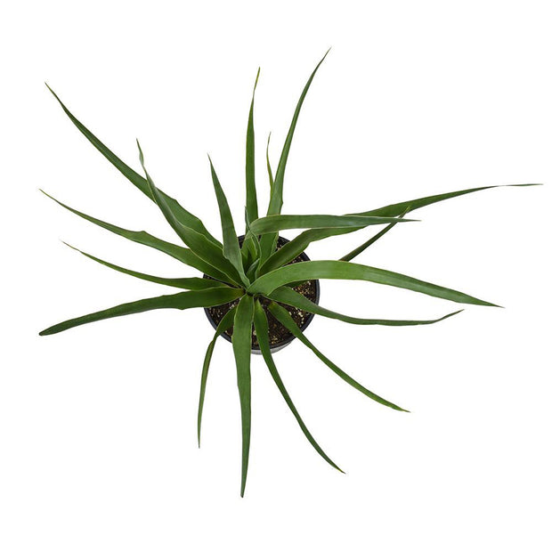 gal dracaena Dracaena Draco