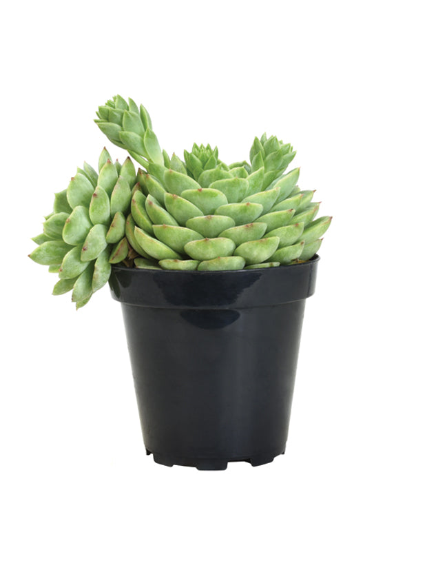 lime green succulent plants Echeveria 'Lime n' Chile'