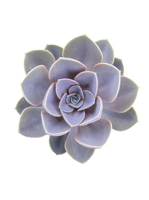 Echeveria ‘Perle von Nurnberg’ - 3.5”