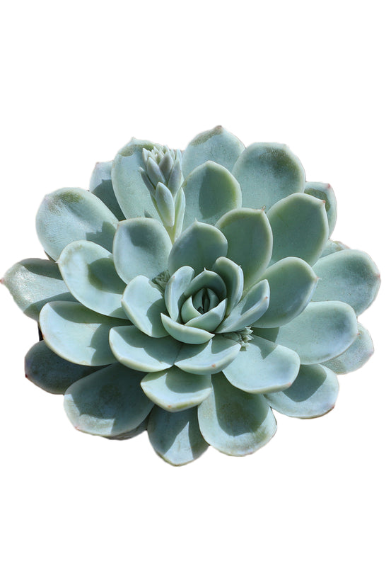 ice princess succulent Echeveria 'Arctic Ice' USPP29,584