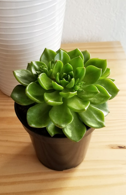 succulent letizia Sedeveria 'Letizia'