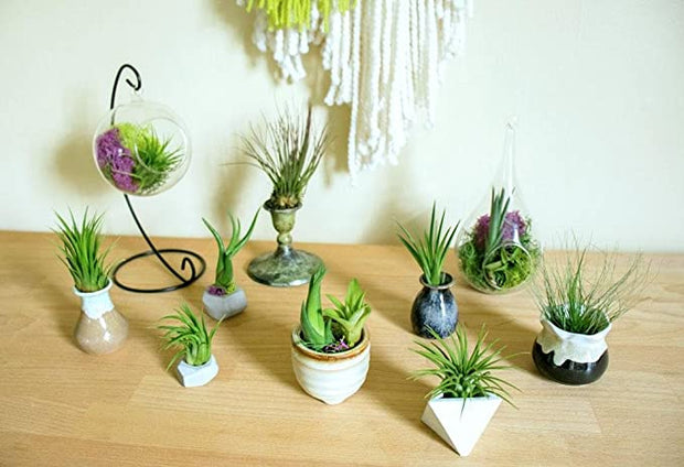 air plant small 24 Pack of Small Assorted Tillandsias Air Plants – Altman Specialty Plants