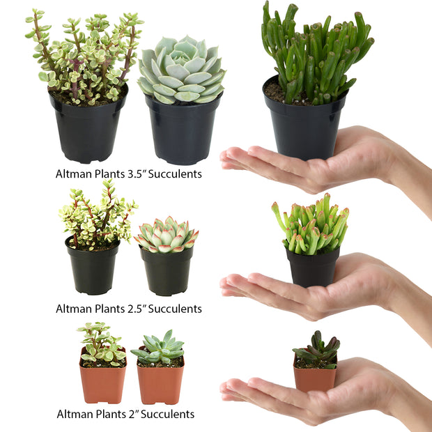 succulents 2 Assorted Succulents 20 Pack