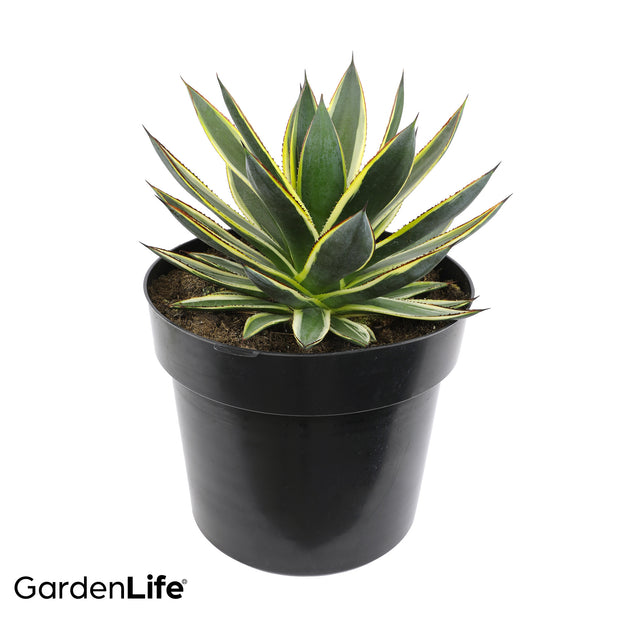 GardenLife™ 10in Sunglow Agave
