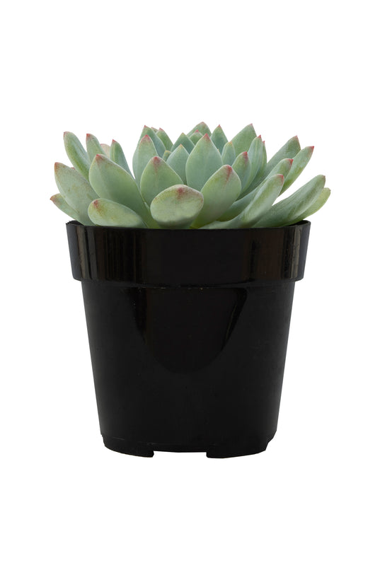 sedeveria dark elf succulent Sedeveria 'Blue Elf'