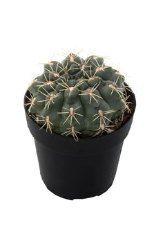 Gymnocalycium baldianum “Chin Cactus” - 2.5”