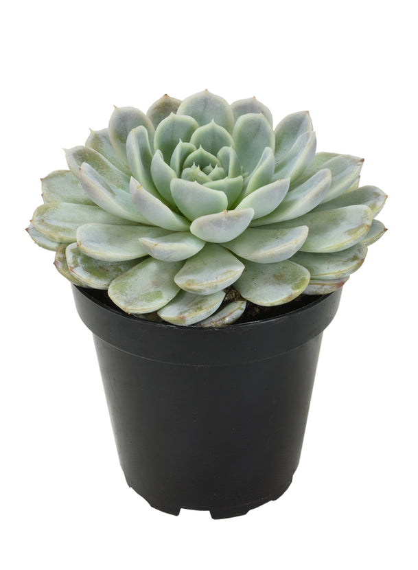 ice princess succulent Echeveria 'Arctic Ice' USPP29,584