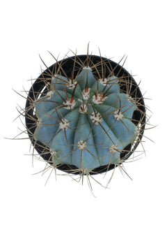 Melocactus azureus “Turk’s Cap Cactus” - 2.5"