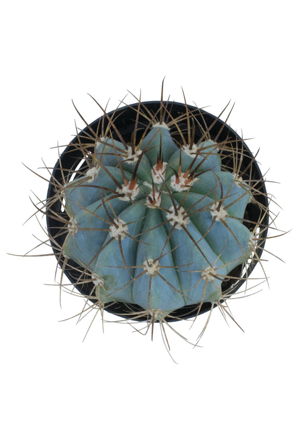 Melocactus azureus “Turk’s Cap Cactus” - 2.5"