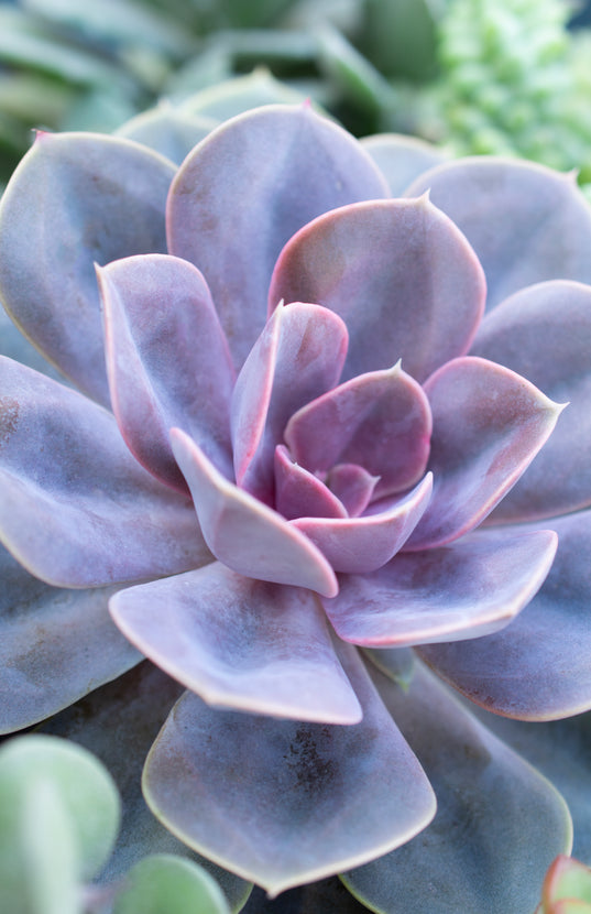 purple pearl succulent Echeveria 'Perle von Nurnberg'
