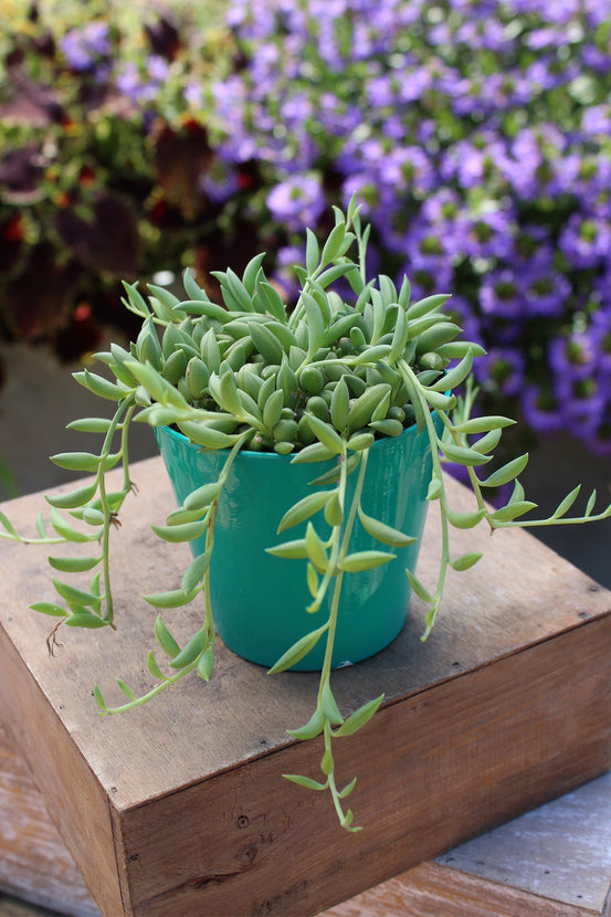 is string of bananas a succulent Garden Music™ Senecio radicans "String of Bananas"