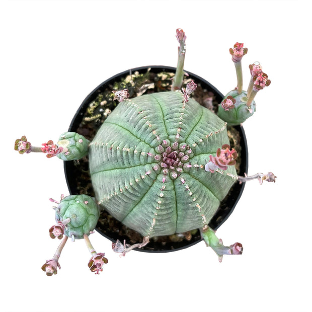 2.5" Euphorbia Obesa Hybrid