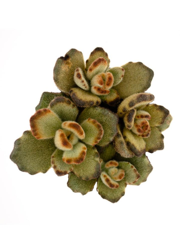 succulent teddy bear Kalanchoe tomentosa 'Teddy Bear'