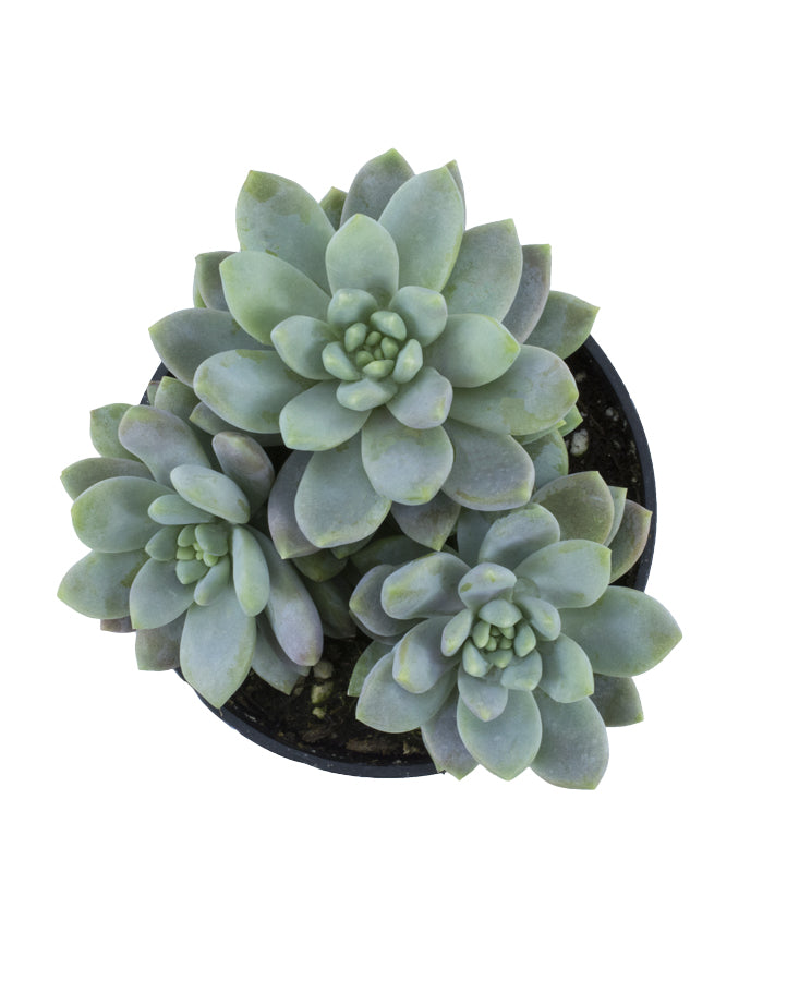 Sedeveria 'Lilac Mist' USPP29,643