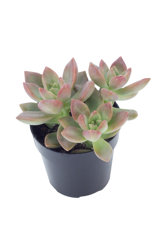 graptosedum succulent care Graptosedum 'California Sunset'