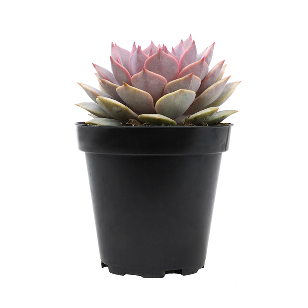 diamond succulent Echeveria 'Pink Diamond' PP33,616