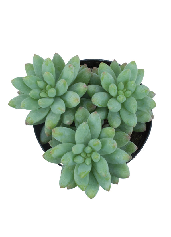 yellow humbert succulent Sedeveria 'Yellow Humbert'- 2.5"