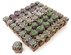 2 Inch Lavender, Pink and Mauve Rosette Succulents Plants Live Indoor Plants, Bulk Wedding Favors (50 Pack)