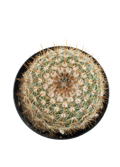 Notocactus schlosseri - 3.5"