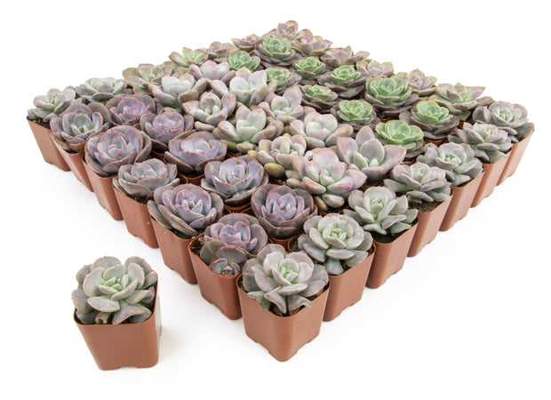 indoor plants bulk 2 Inch Lavender, Pink and Mauve Rosette Succulents Plants Live Indoor – Altman Specialty Plants