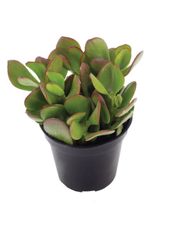 Crassula ovata “Jade Plant” - 3.5