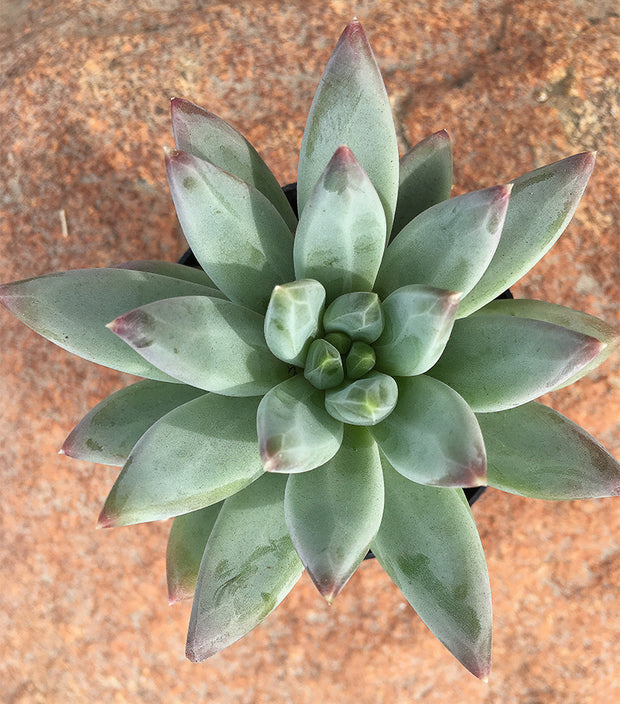 little jewel succulent plant Pachyveria 'Glauca' “Little Jewel”
