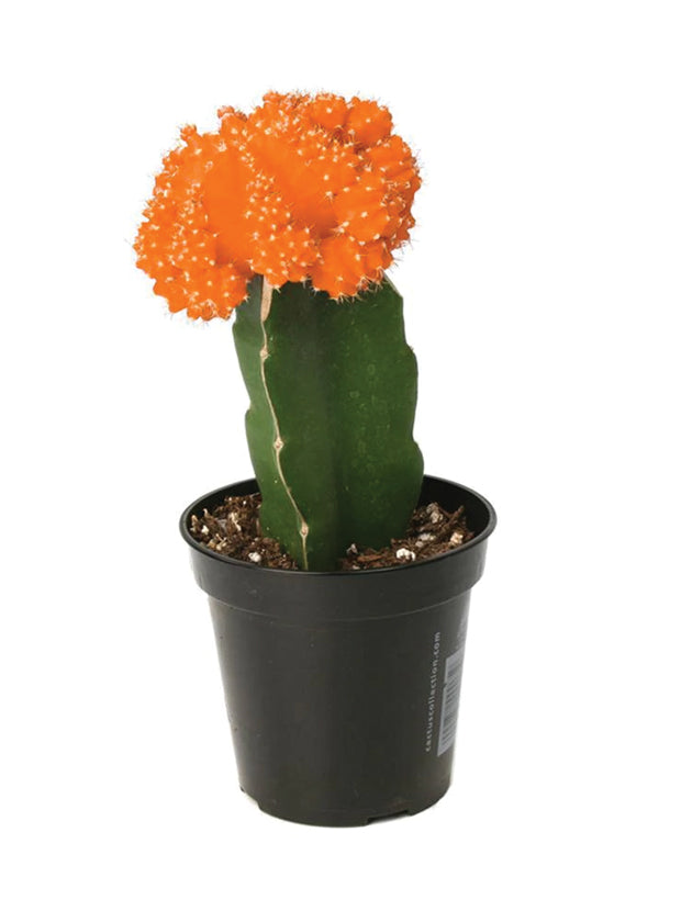 Gymnocalycium mihanovichii 'Hibotan' "Moon Cactus" Orange - 2.5"