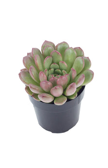 succulent bashful Graptoveria 'Bashful'™