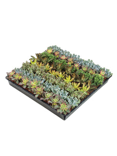 Assorted Succulent 64 Pack - 2 inch