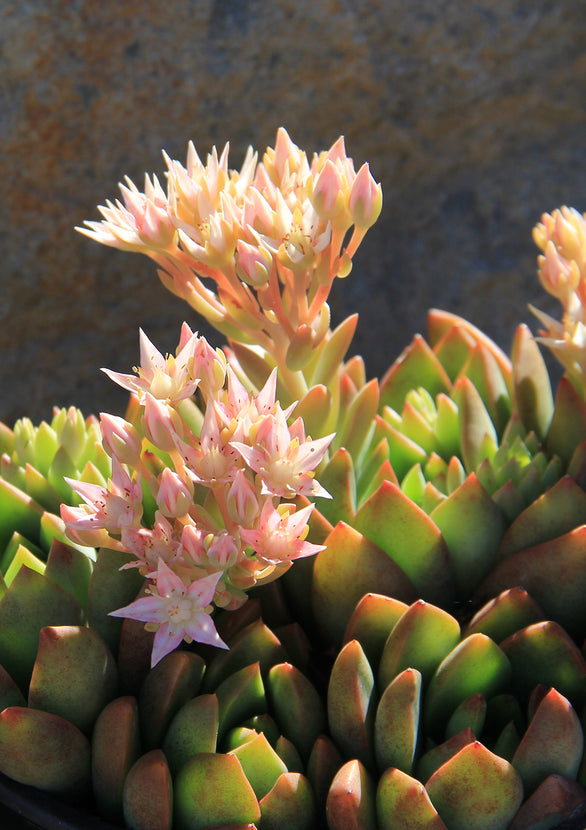 tacisedum spring glow succulent Tacisedum 'Spring Glow'