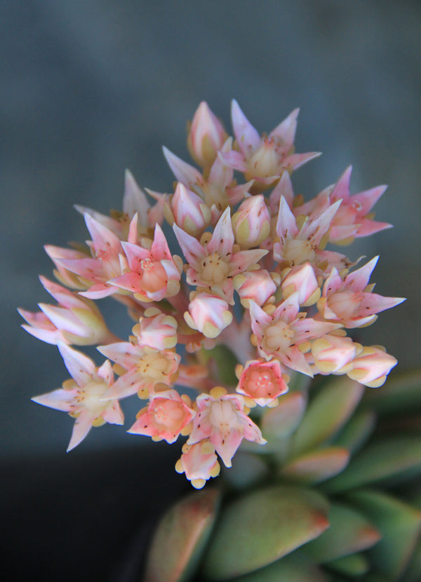 tacisedum spring glow succulent Tacisedum 'Spring Glow'