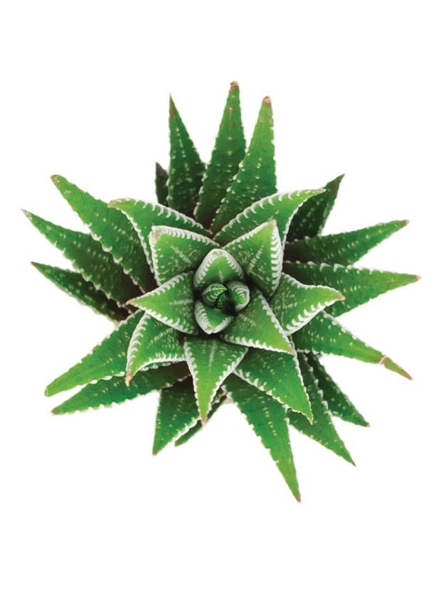 succulent haworthia fasciata Haworthia fasciata “Zebra Plant”